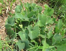 Image result for Senecio oxyriifolius