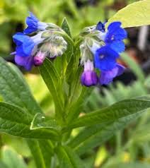 Image result for Landolphia glabra