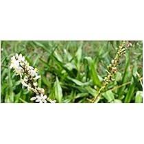 Image result for Chlorophytum krookianum