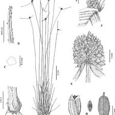 Image result for Kyllinga alba