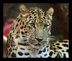 Critically Endangered Amur Leopard Only 35 Left In Wild Amur Leopard Most Endangered Animals Endangered Animals