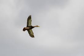 There were four of these that seem to be the same species traveling  together today in St. Pete, Florida. I am stuck