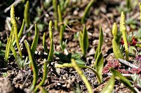 Image result for Elaphoglossum lancifolium