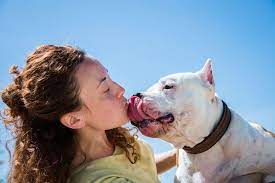 Why You Shouldn T Let Your Dog Lick Your Face