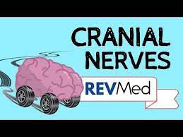 Learn The 12 Cranial Nerves With Mnemonics New Easy Anatomy Youtube Cranial Nerves Mnemonic Cranial Nerves Nursing Study