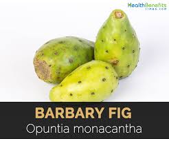 Due to the high risk of heart disease associated with diabetes the skin of. Barbary Fig Facts