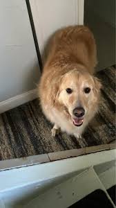 Found dog in Youngwood, Pennsylvania