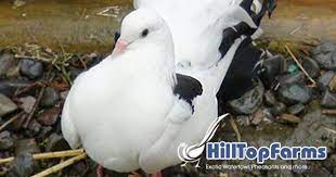 Pin On Hilltopfarms Birds
