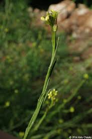 Image result for Sisymbrium burchellii