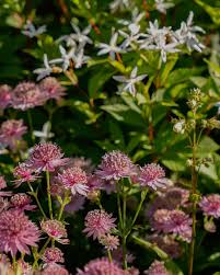 Image result for Astrantia major `Roma`