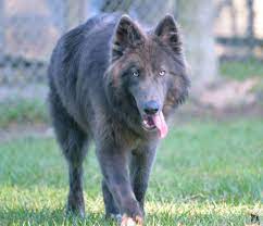 Blue Bay Shepherd Blue German Shepherd Beautiful Dogs Shepherd Dog