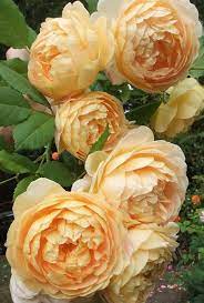 David Austin Roses Golden Celebration Flowers Pinterest Beautiful Flowers David Austin Roses Flowers