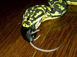 This irian jaya carpet python care sheet should be used for guidance only. Meet Bella My Jungle Carpet Python X Irian Jaya Morelia Spilota Cheynei X Variegata Our Reptile Forum