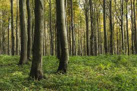 It is the full version of the game. Trees In The Forest Free Stock Photo Libreshot