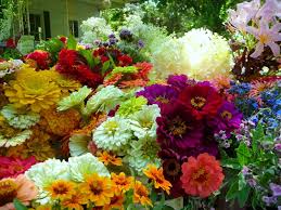 For all occasions · for all occasions · cut flowers, no plants Larkspur United States Illinois Chicago Slow Flowers