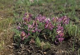 Image result for Astragalus