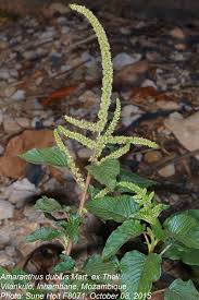 Image result for Amaranthus dubius