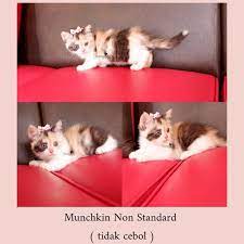 Pada tahun 1980 ras kucing ini baru mulai dikembangbiakkan secara baik di area amerika serikat. Jual Kucing Munchkin Non Standard Alias Tidak Cebol Lucu Shopee Indonesia