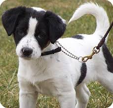Their bloodlines blend some of the best collie genetics globally. Beagle Border Collie Mix Google Search Hundekorbchen Hunde Tiere