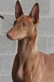Feel free to browse hundreds of active classified puppy for sale listings, from dog breeders in pa and the surrounding areas. Pharaoh Hound Vs Ibizan Hound Breed Comparison Mydogbreeds