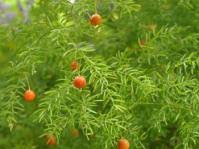 Image result for Syncolostemon flabellifolius