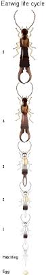Jul 13, 2020 · male earwigs have supersized genitalia, called virga. Earwig Wikipedia