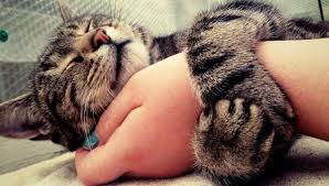 Find american shorthair in cats & kittens for rehoming | 🐱 find cats and kittens locally for sale or adoption in ontario : Do American Shorthair Cats Like Cuddles My British Shorthair