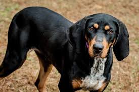 Black And Tan Hound Dog Rescue Adopt Junebug On Petfinder Dog Help Bluetick Coonhound Coonhound