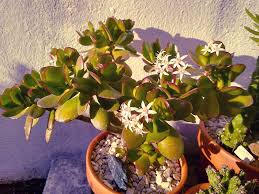 It is a gemstone filled with powerful fire energy. Succulents With Red Tips Blazing Beauty Brought On By Stress