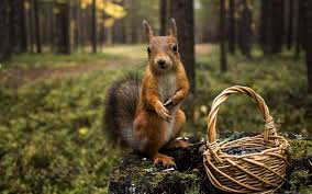 Desktop, tablet, iphone 8, iphone 8 plus. 1000 Best Squirrel Mac Wallpapers Free Hd Download Allmacwallpaper