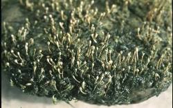 Image result for Tristicha trifaria