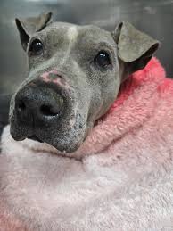 Austin Lost and Found Pets