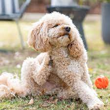 7 Natural Home Remedies For Itchy Dogs