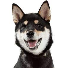 Shiba inu is a decentralized form of digital asset/cryptocurrency. Shiba Inu Puppies For Sale Adoptapet Com