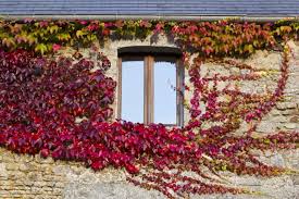 Wilder Wein Fassade Wilder Wein Wein Garten Bepflanzung