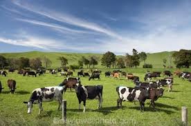Pin On Cows