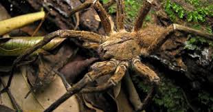 Brazilian Wandering Spider Facts Deadly Banana Spider Facts Brazilian Wandering Spider Spider Fact Spider