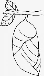 The twelve, barbi mariposa you have found coloring pages on mycoloringpages.net! Coloring Book Png Pupa De Mariposa Para Colorear Png Download 3787259 Png Images On Pngarea