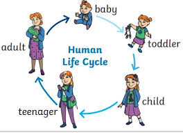 Science KS1 Knowledge Organiser - Year 2