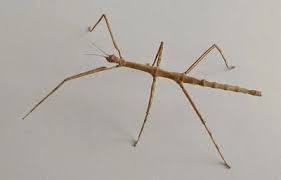 La Classe De Sandrine Et Ses Monstres Savants Les Phasmes Phasme Chdecole Insectes