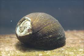 Image result for Hippocratea ritschardii