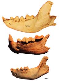 With mandibules, which fits the furrow perfectly, i'm finally abandoning death to focus on life. Mandibules D Hyene Du Reseau Salome De Haut En Bas N 323 Locus J Download Scientific Diagram