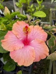 Image result for Hibiscus seineri