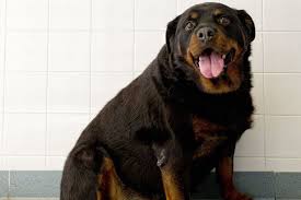 following the rottweiler weight chart heres what you need