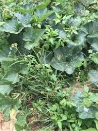 Image result for Chloris pilosa