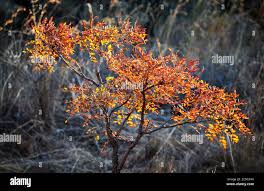 Image result for Burkea africana