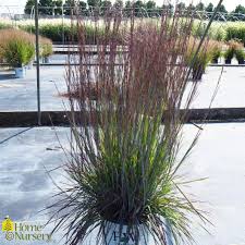 Image result for Schizachyrium