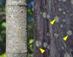 Image result for Strophanthus amboensis