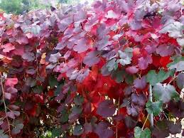 Although this native grape is suited to wild environments, it can be a wonderful addition to the home garden—if there is space for it. Vitis Californica Roger S Red A Ca Native Deciduous Vine Low To Moderate Water Partia Fast Growing Vines Grape Vines Growing Vegetable Garden For Beginners