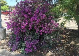 Based on the order by the city of austin applications are submitted through our online system, austin build + connect (ab+c). Best Native Plants For Your Austin Garden Lawnstarter